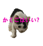 ねこのchobi（個別スタンプ：5）