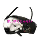 ねこのchobi（個別スタンプ：6）