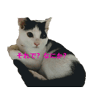ねこのchobi（個別スタンプ：7）
