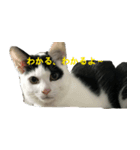 ねこのchobi（個別スタンプ：8）