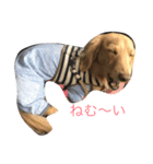ほのぼのクンクン（個別スタンプ：1）