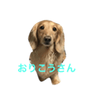 ほのぼのクンクン（個別スタンプ：2）