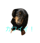 ほのぼのクンクン（個別スタンプ：4）