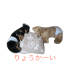 ほのぼのクンクン（個別スタンプ：5）