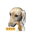ほのぼのクンクン（個別スタンプ：6）