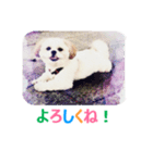Lucky Shih Tzu（個別スタンプ：1）