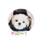 Lucky Shih Tzu（個別スタンプ：2）