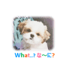 Lucky Shih Tzu（個別スタンプ：3）