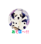 Lucky Shih Tzu（個別スタンプ：4）