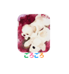 Lucky Shih Tzu（個別スタンプ：6）