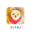 Lucky Shih Tzu（個別スタンプ：7）