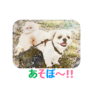 Lucky Shih Tzu（個別スタンプ：10）