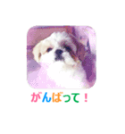 Lucky Shih Tzu（個別スタンプ：11）