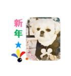 Lucky Shih Tzu（個別スタンプ：12）