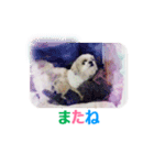 Lucky Shih Tzu（個別スタンプ：13）
