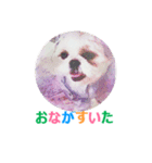 Lucky Shih Tzu（個別スタンプ：14）