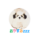 Lucky Shih Tzu（個別スタンプ：15）