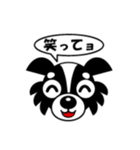 dog Chihuahua koko（個別スタンプ：1）