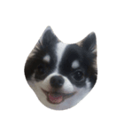 Chihuahua/koko（個別スタンプ：1）