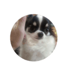 Chihuahua/koko（個別スタンプ：2）