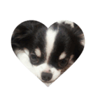 Chihuahua/koko（個別スタンプ：3）
