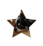 Chihuahua/koko（個別スタンプ：4）