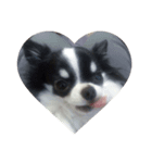Chihuahua/koko（個別スタンプ：5）