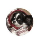Chihuahua/koko（個別スタンプ：6）