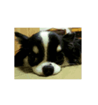 Chihuahua/koko（個別スタンプ：7）