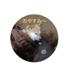 柴犬 えがわ2（個別スタンプ：1）