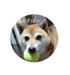 柴犬 えがわ2（個別スタンプ：2）