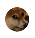 柴犬 えがわ2（個別スタンプ：3）