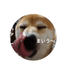 柴犬 えがわ2（個別スタンプ：4）