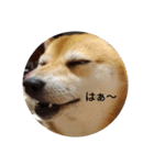 柴犬 えがわ2（個別スタンプ：5）