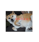 柴犬 えがわ2（個別スタンプ：6）