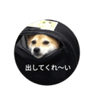 柴犬 えがわ2（個別スタンプ：7）