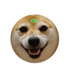 柴犬 えがわ2（個別スタンプ：8）