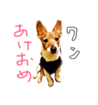 かんたろうのスタンプ（個別スタンプ：1）