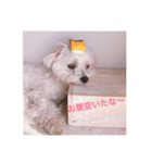 マシュー君 1（個別スタンプ：5）