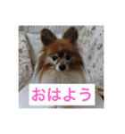 愛犬スタンプ生活（個別スタンプ：1）