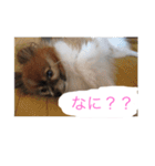 愛犬スタンプ生活（個別スタンプ：3）