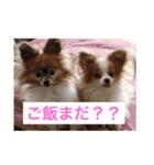 愛犬スタンプ生活（個別スタンプ：5）