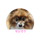 愛犬スタンプ生活（個別スタンプ：10）