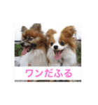 愛犬スタンプ生活（個別スタンプ：15）