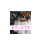 愛犬スタンプ生活（個別スタンプ：16）