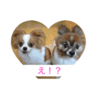 愛犬スタンプ生活（個別スタンプ：17）