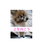 愛犬スタンプ生活（個別スタンプ：18）