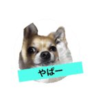 Chihuahua na Ramune（個別スタンプ：1）