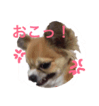 Chihuahua na Ramune（個別スタンプ：2）
