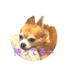 Chihuahua na Ramune（個別スタンプ：3）